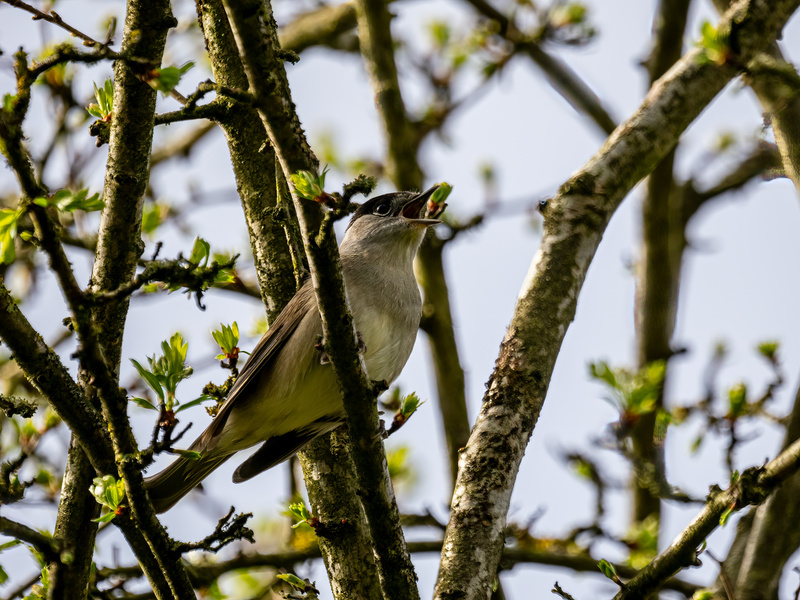 Male Blackcap - Latest photos