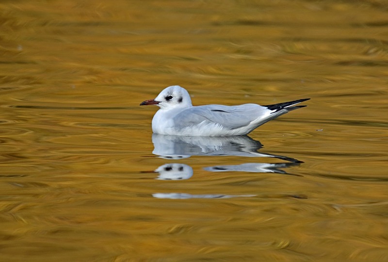 Black-headed Gull - Gulls