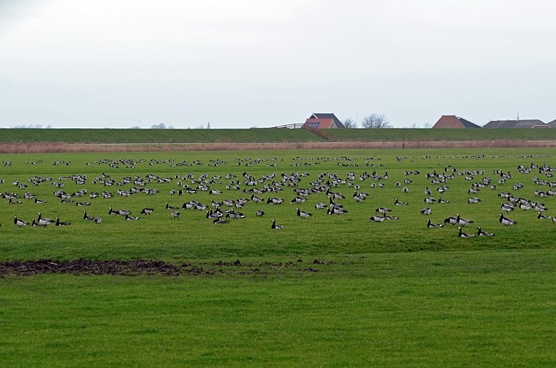 Barnacle Geese - Netherlands - December 2019