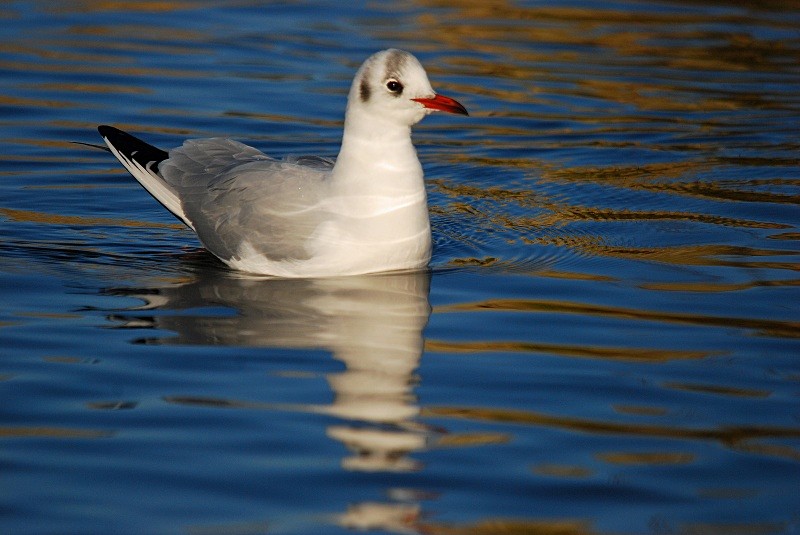 Black-headed Gull - Gulls