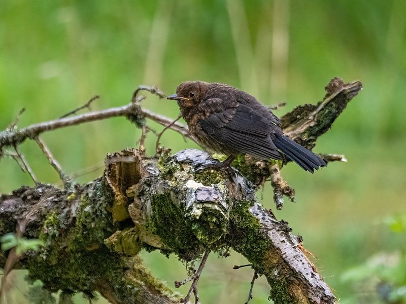Juvenile Blackbird - Thrushes
