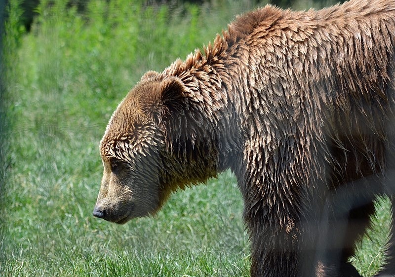 Brown Bear, Libearty Bear Sanctuary, Zărneşti, Brașov County, Romania - Romania
