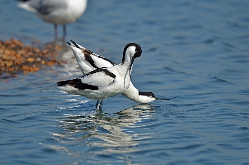 Avocets - Avocets and stilts