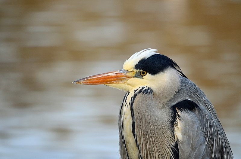 Grey Heron - Herons and egrets
