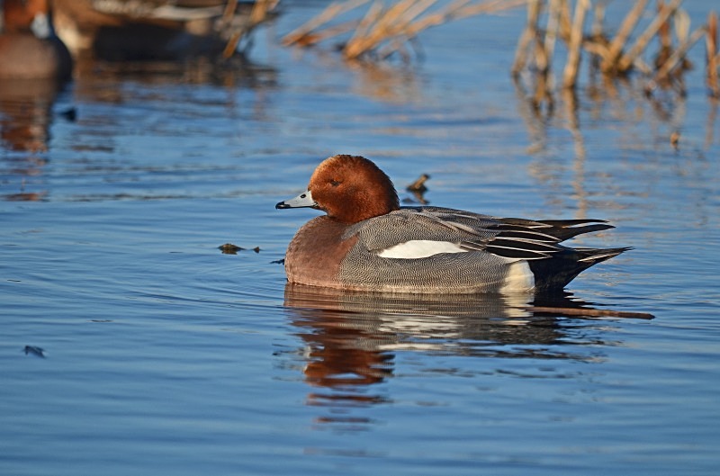 Wigeon - Dabbling ducks