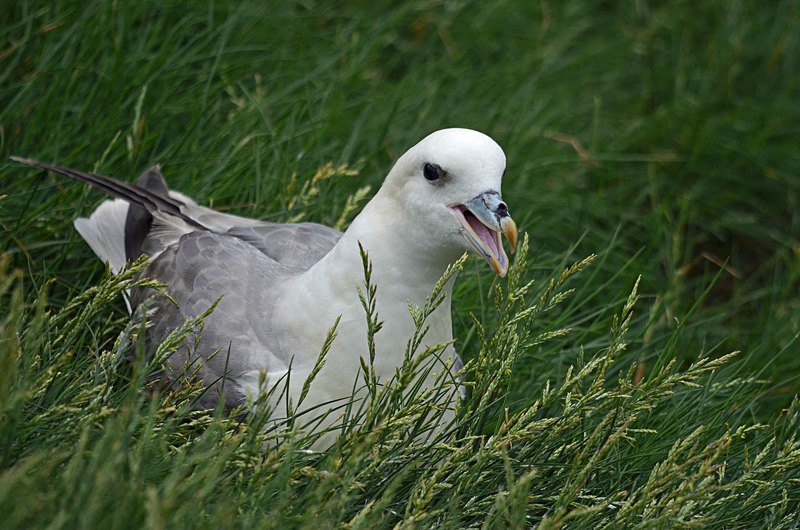 Fulmar - Fulmars