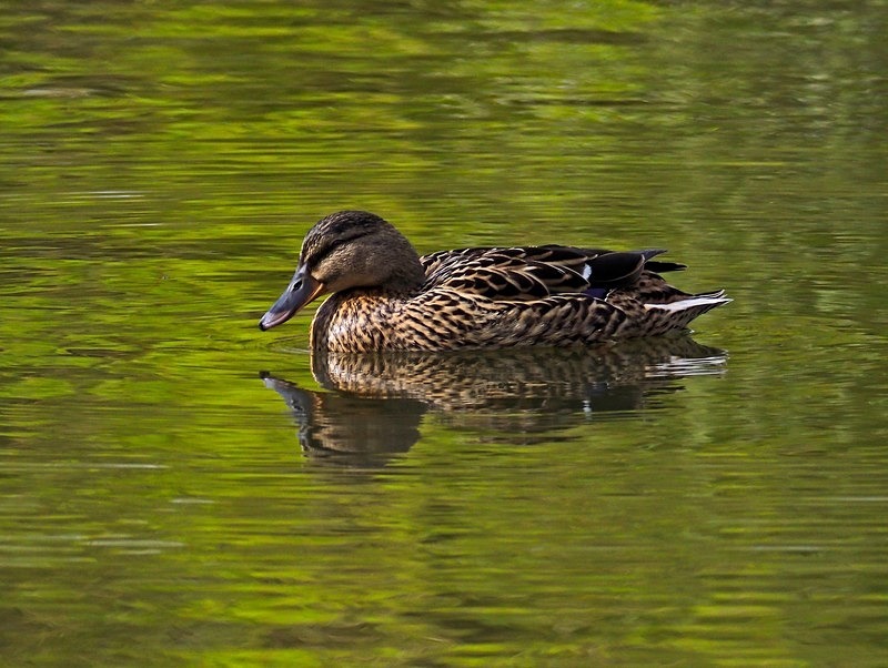 Mallard - Dabbling ducks