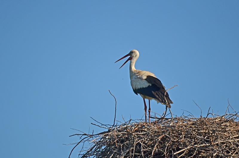 White Stork - North east Poland - May 2013