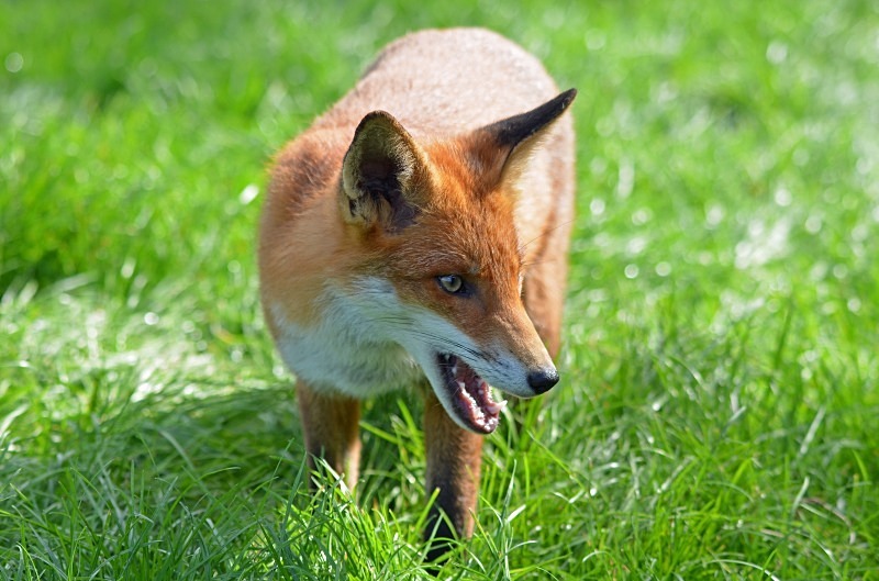 Red Fox - Red Fox