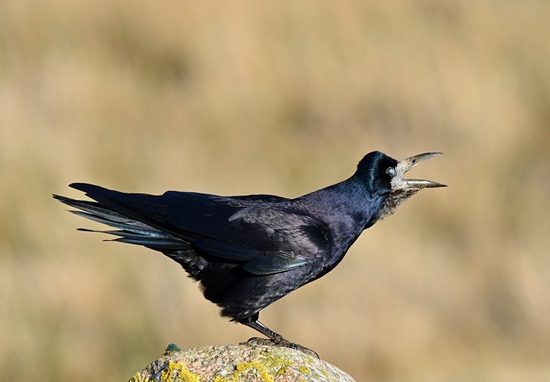 Rook - Crows
