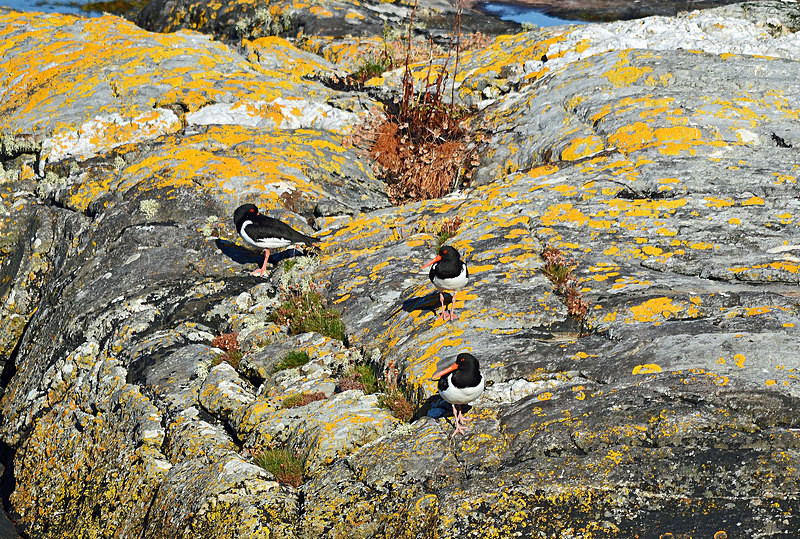 Oystercatchers - Oystercatchers