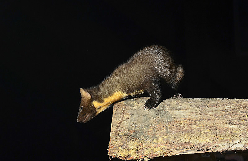 September to October 2016 - Pine Marten - Photos of the month