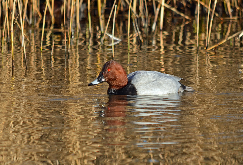 Common Pochard - Diving ducks