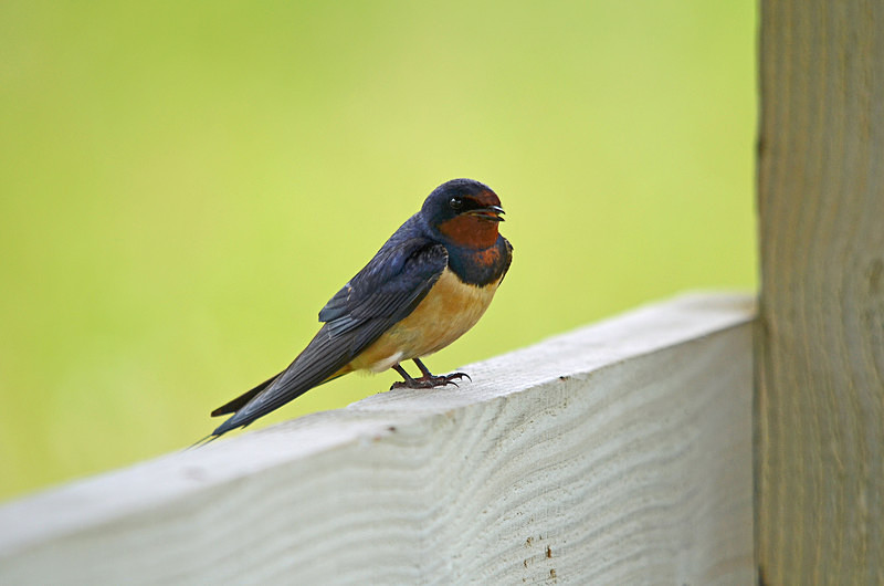 Swallow - Hirundines