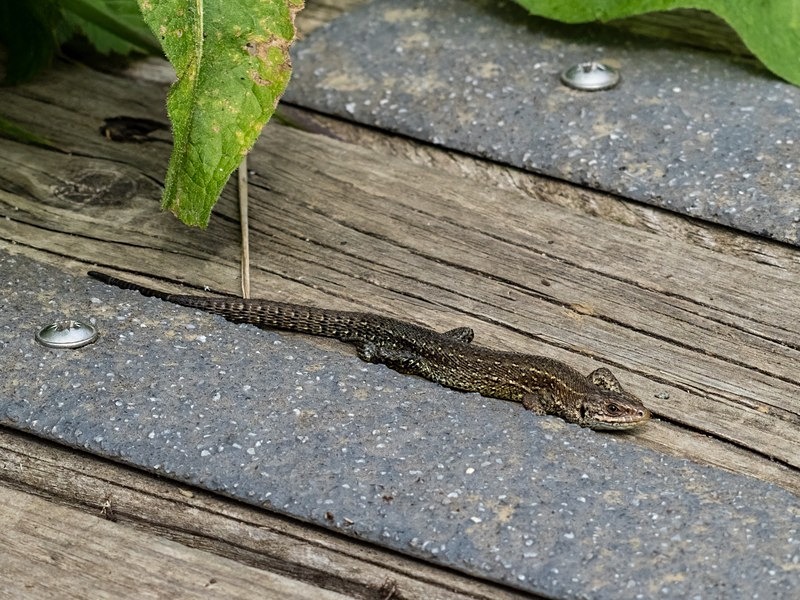 Common Lizard - Lizards