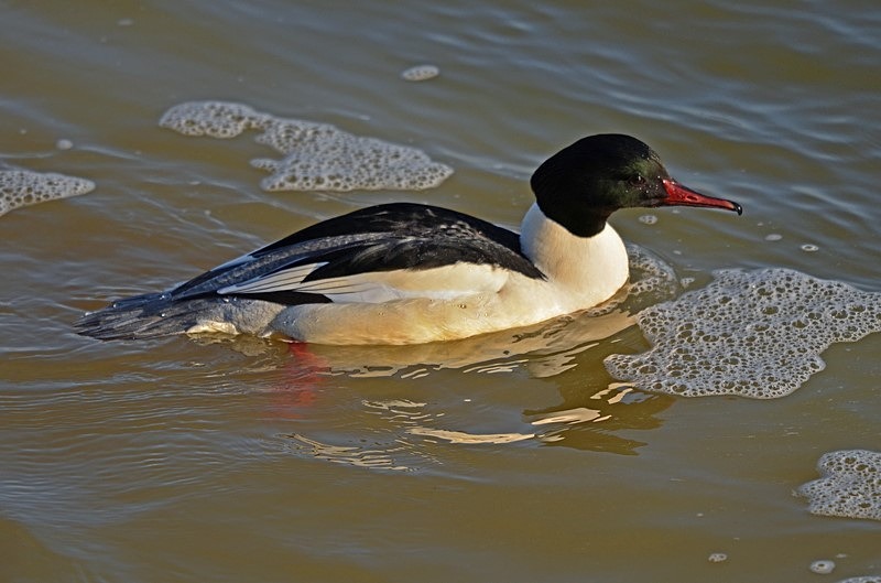 Goosander - Sawbills