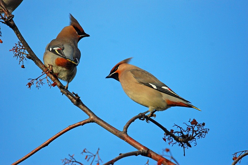 Waxwings - Waxwings