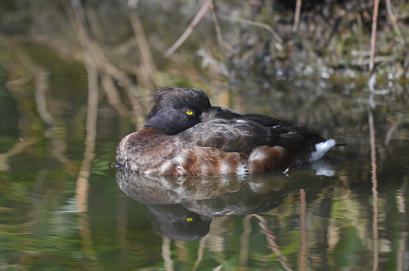 Tufted Duck - Diving ducks