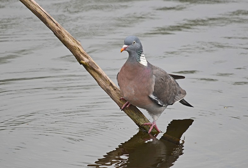 Woodpigeon - Pigeons and doves
