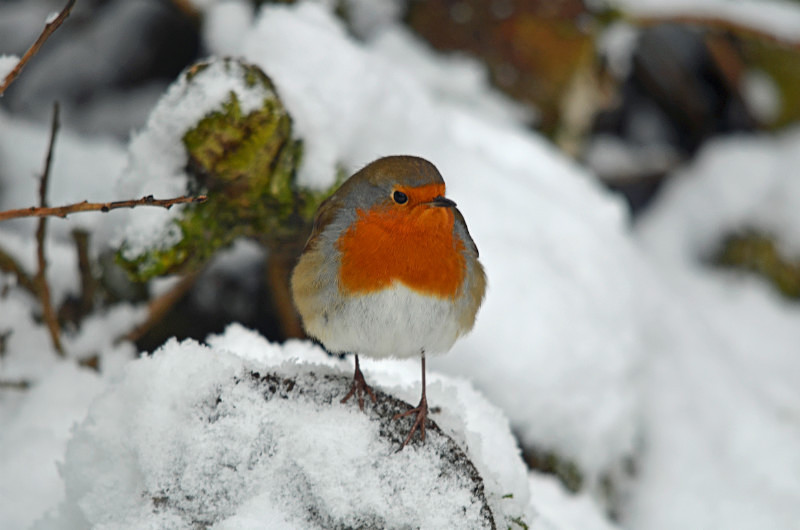 Robin - Robins