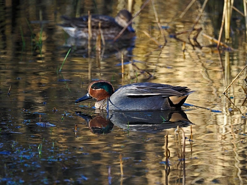 Teal - Dabbling ducks