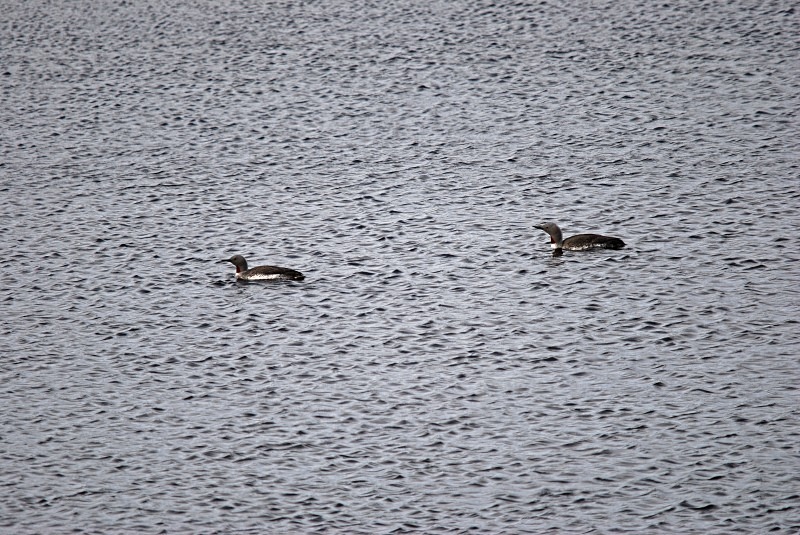 Red-throated Divers - North Finland and north Norway - May and June 2009