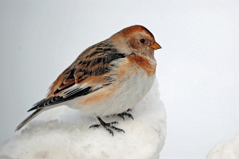 Snow Bunting - Buntings