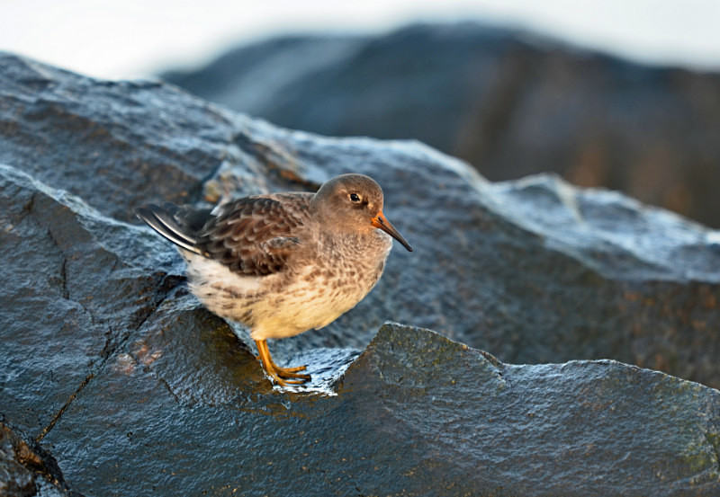 Purple Sandpiper - Sandpipers