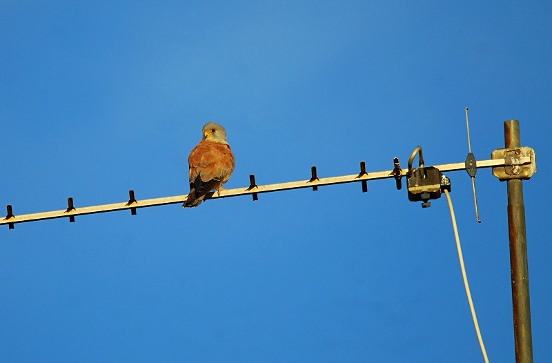 Lesser Kestrel - South and north west Spain - September 2010