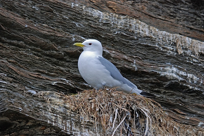 Kittiwake - North Finland and north Norway - May and June 2009
