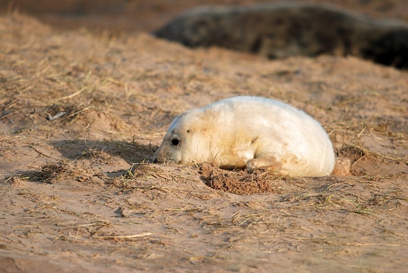 Atlantic Grey Seal - Atlantic Grey Seals