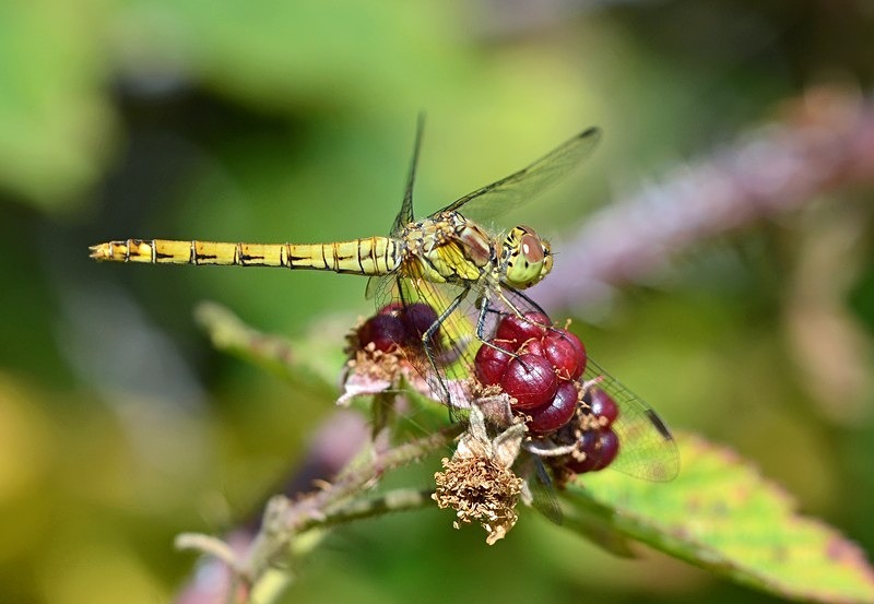 Ruddy Darter - Dragonflies and damselflies