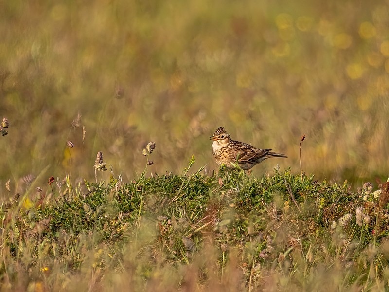 Skylark - Larks