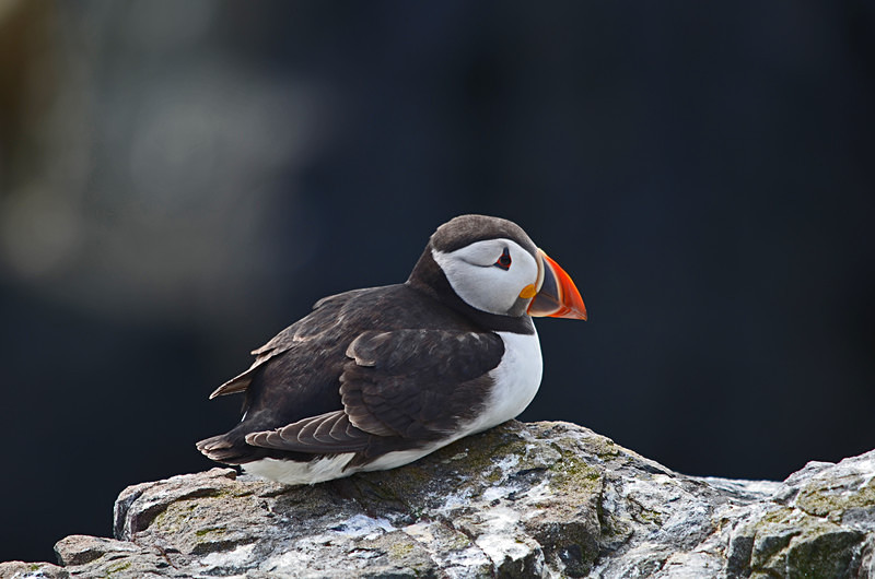 Puffin - Puffins