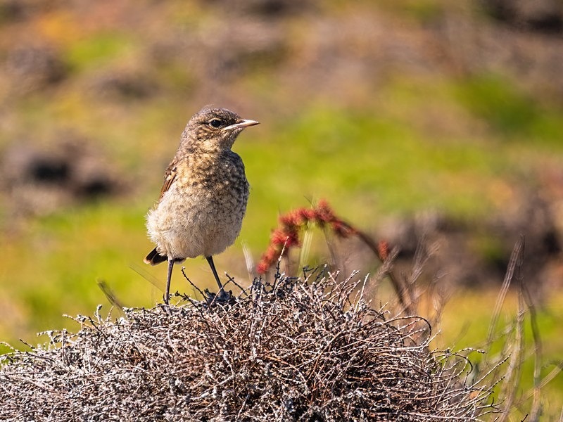 Northern Wheatear juvenile - Chats