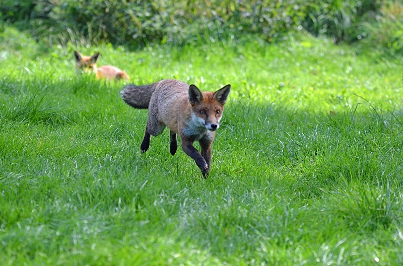 Red Fox - Red Fox