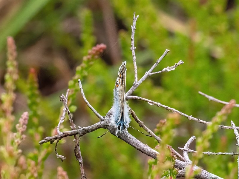 Silver-studded Blue - Butterflies