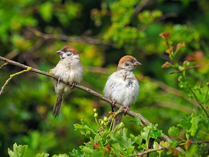 Tree Sparrows - Sparrows
