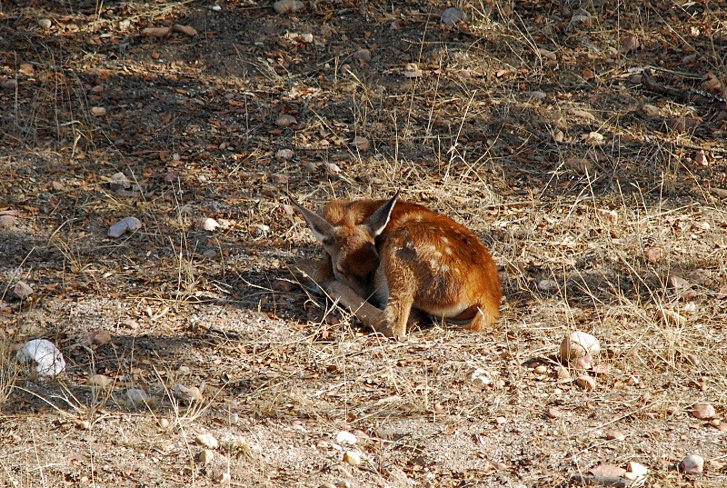 Red Deer - South and north west Spain - September 2010