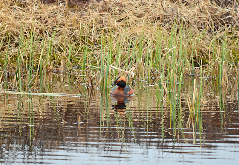 Slavonian Grebe - North east Iceland