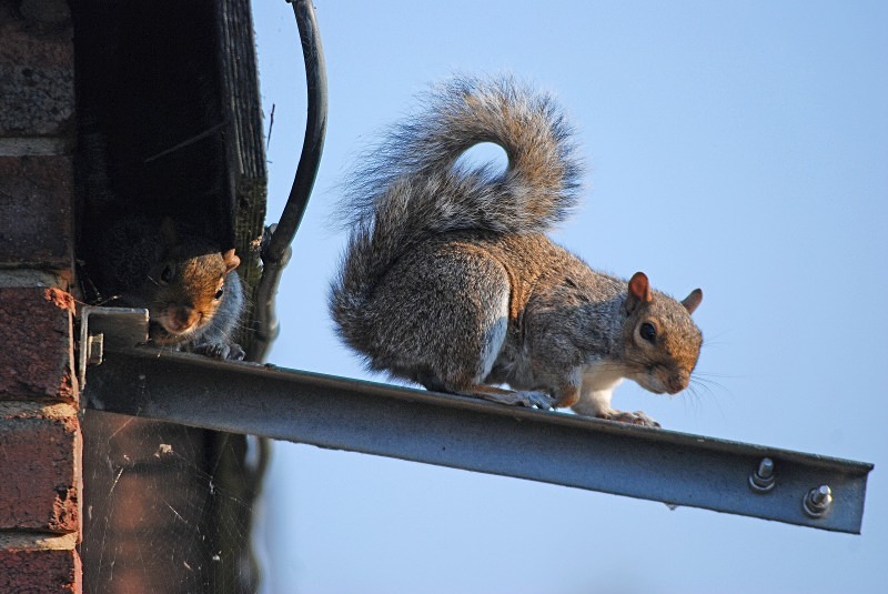 Grey Squirrel - Grey Squirrels