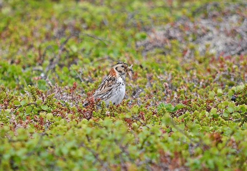 Lapland Bunting - North Norway