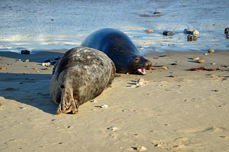 Atlantic Grey Seal - Atlantic Grey Seals
