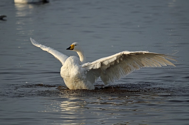 Whooper Swan - Whooper and Bewick's Swans