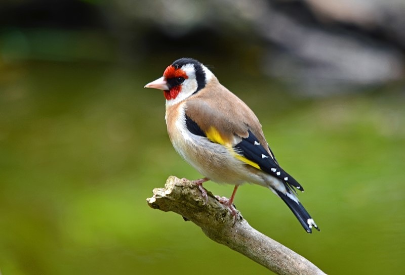Goldfinch - Finches