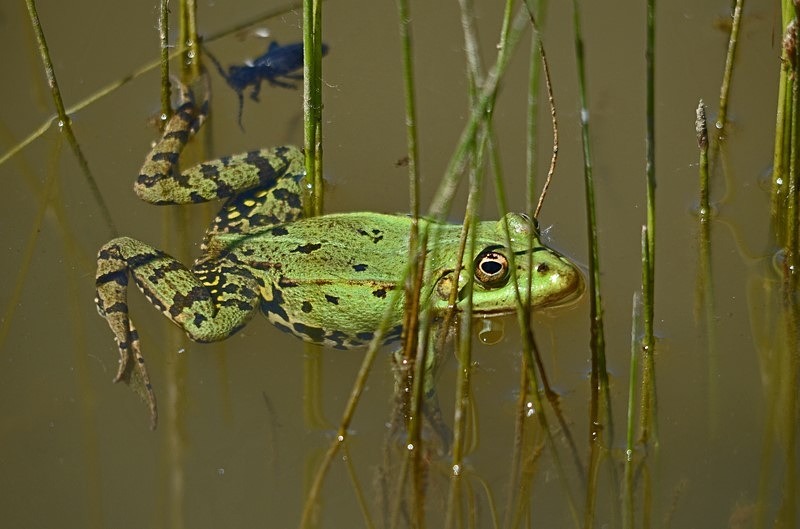Marsh Frog - Slovakia
