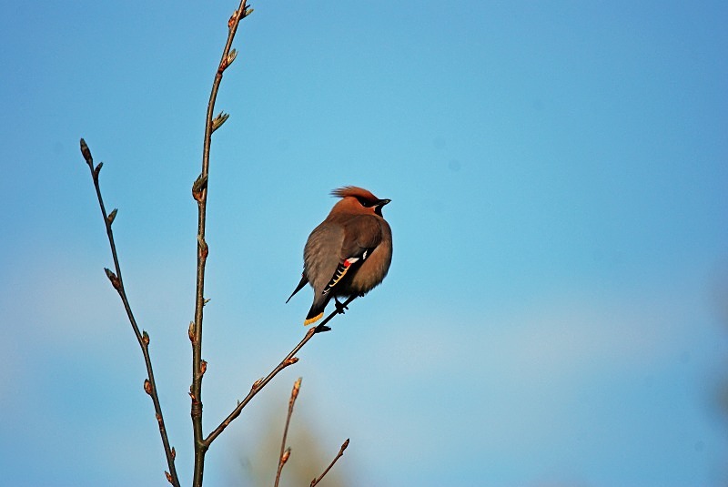 Waxwing - North Finland and north Norway - May and June 2009