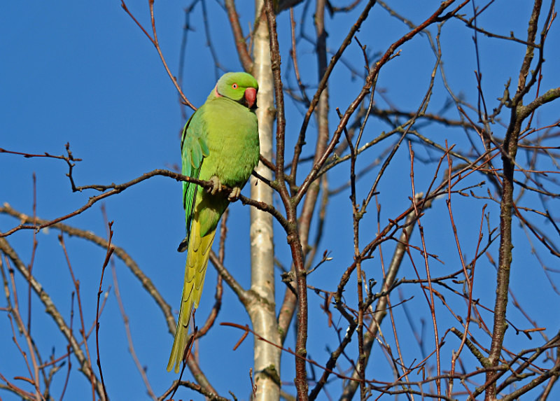 Ring-necked Parakeet - Parakeets