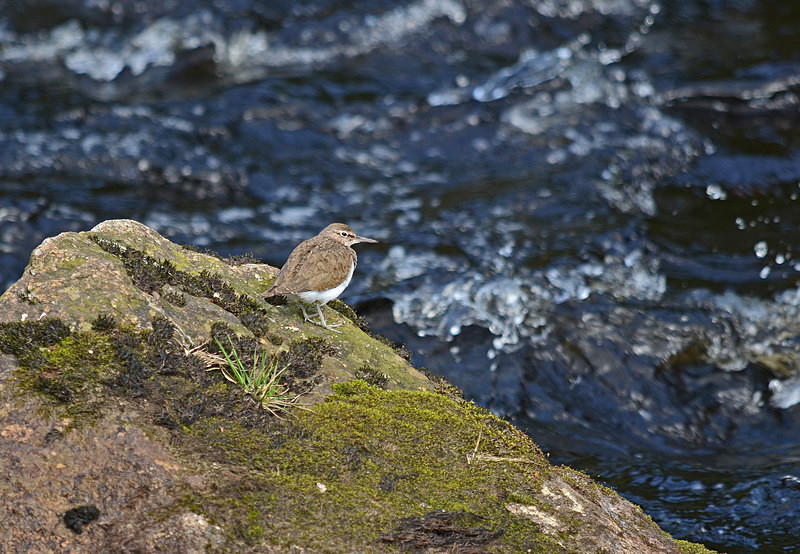 Common Sandpiper - Sandpipers