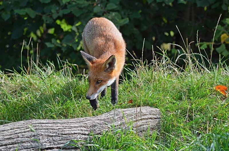 Red Fox - Red Fox